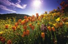 Flowers of the alpine pastures
